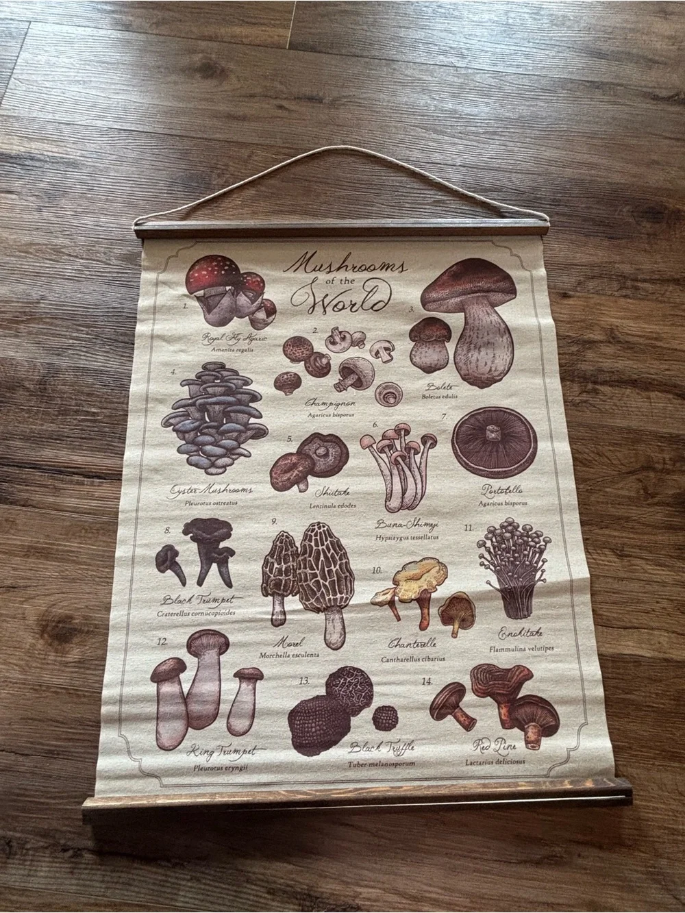 Mushrooms of the World Wall Hanging - Neutral Brown Canvas